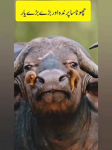 Shocking Facts About Red Billed Oxpeckers #foryou #plzzz_saport_me #growmyaccount #viral #foryoupage