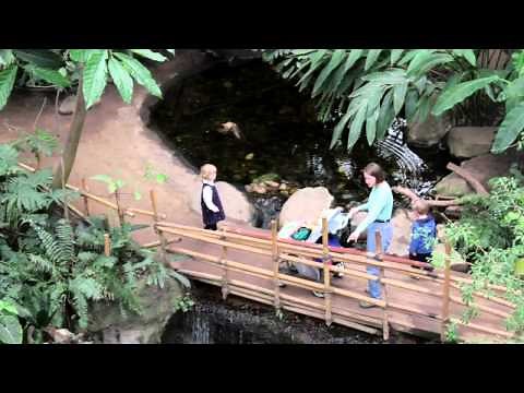 The Lied Jungle