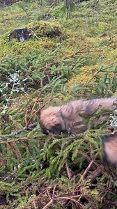 Life as a puppy ❤️ #leonberger #leonbergerpuppy #puppies | MvH Leonbergers