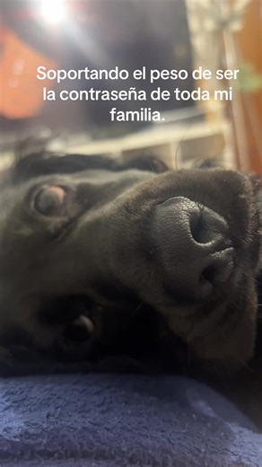 Cherishing My Cocker Spaniel at Home