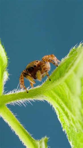 Cute Jumping Spider Walks