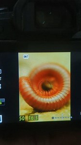 Millipedes are ancient, slow-moving decomposers with thousands of tiny legs (but never a thousand!), a hard exoskeleton for defense, and a unique ability to curl into a tight spiral or release foul-smelling toxins, including cyanide, to deter predators. They are more closely related to shrimp than insects and have a crucial role in breaking down organic matter, with some prehistoric species growing over 8 feet long. #macro_dix #fypシ゚ #akdiffuser #godox #omsystem #macro #nature | Dix Balino