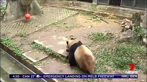 Zoo visitors have watched in amazement as a panda completed a perfectly executed commando roll in China. World News: https://yhoo.it/2hQ0siw #China #Pandas #7News | 7NEWS Adelaide