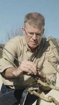 Je fusionne deux arbres ensemble ?! #jardin#anastomose #arcade