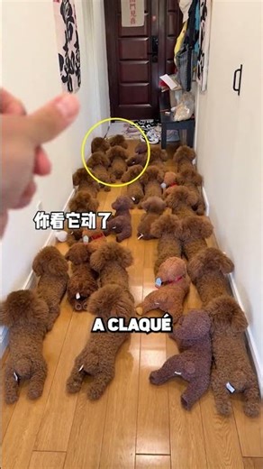 THE DOG HID... BUT HE WAS UNMASKED 😱🐶🧸