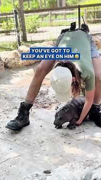 Baby hippo is always trying to run away