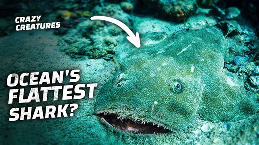 The Camouflaged Predator: Inside the World of Carpet Sharks