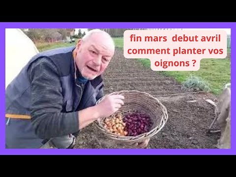 27 mars au jardin, les premières plantations d'oignons red baron et paille des vertus