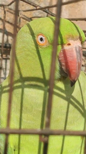 talking parrot female #talkingparot #ringneck #nonstoptalkingparrot