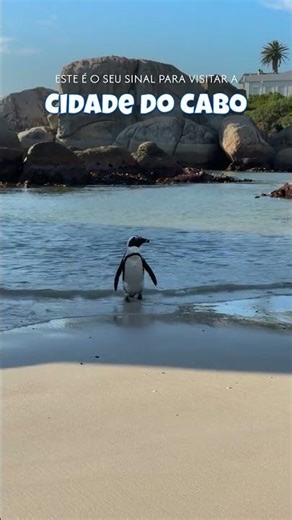 Pinguins Numa Praia Ensolarada