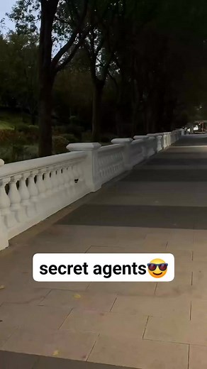 647K views · 39K reactions | secret agents  | Street cat life | Facebook