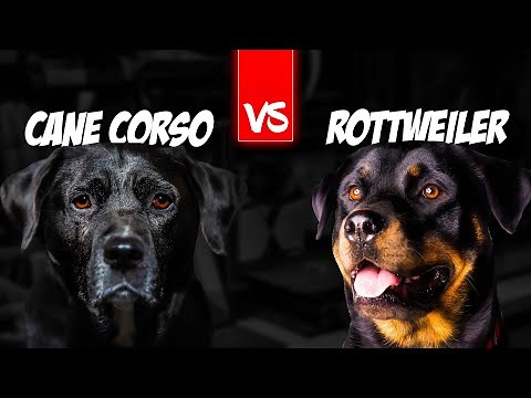 Cane Corso vs Rottweiler: Which Guard Dog is Right for You?