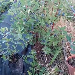 2.4K views · 73 reactions | Lonicera kamtschatica Caerulea "Afinul...