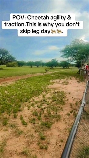 Cheetah Agility and Emergency Stops Explained