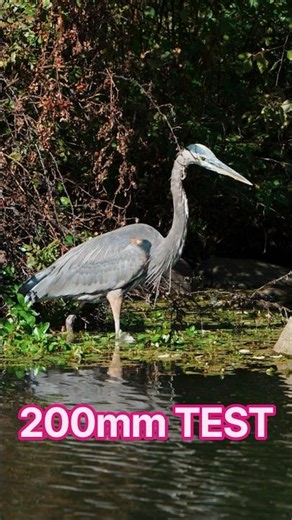 200mm Zoom Test + 2X Digital Zoom vs 85mm vs 20mm (Sigma 20-200mm + Sony a7C2 (a7iv* FX2*)