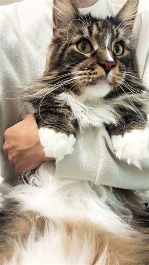 抱っこ猫🐈#猫 #ねこ #ネコ #shorts #かわいい #抱っこ #メインクーン #かわいい #猫のいる暮らし #cute #cat