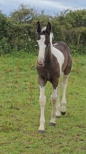 My only Barock Pinto filly of this year. She is such a good foal; beautiful, homozygous and definitely one for me to keep ❤️ | Friesians Scotland