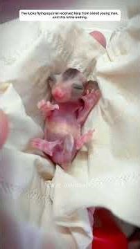 The little flying squirrel was fortunate to receive help and care from the young man. #squirrel