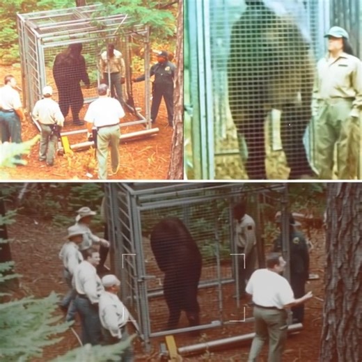 BIGFOOT'S LAST STAND: The Terrifying Encounter Story—What Secret Did The Rangers Uncover Before The Creature ESCAPED? See more: https://btuatu.com/0lyg I never believed in Bigfoot. Not really. Not until I came face to face with one in the dark heart of a forest I thought I knew. Now, three years later, I still wake up in cold sweats, heart pounding, tangled in sheets that feel like underbrush. My name doesn’t matter. What matters is this: I am a park ranger with fifteen years of experience. I’ve