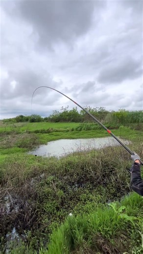 Catching Snakehead Fish Target spotted and accurately engaged #Fishing #Fisherman