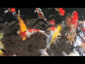 Koi Fish Growth: The Impact of Light Exposure