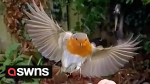 Amazing moment robin flies into man's hand 'Archangel' style
