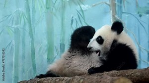 Funny panda bear cub is perched on a tree branch, looking around in its natural habitat. 4k cinematic super slow motion video