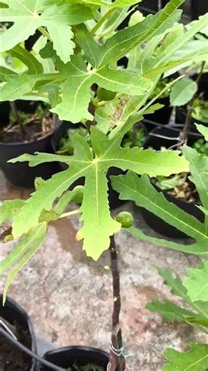 The Growth Journey of Fig Trees: The Joy of Planting | Episode 3108