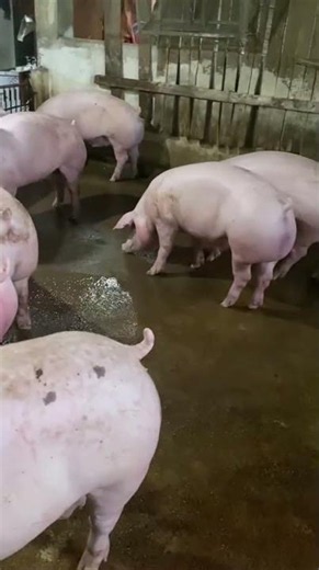 Pig Breeding ★ Life of Pigs P45✔ #pigmating #pigs #Animal
