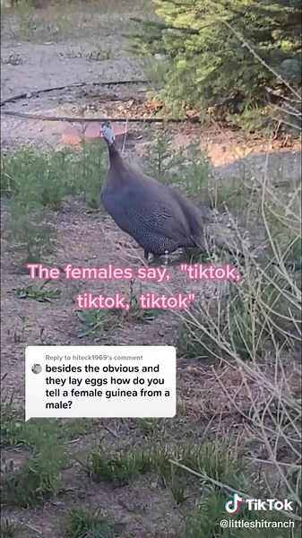 Guinea Fowl Sounds Comparison: Male vs Female