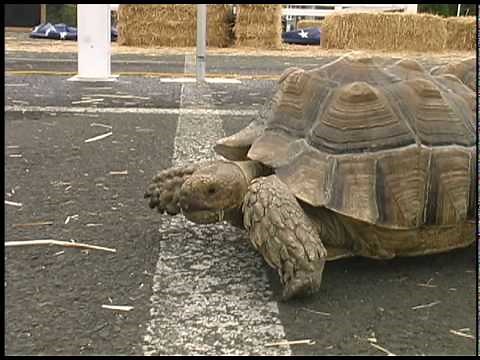 2010 Turtle Racing Championships
