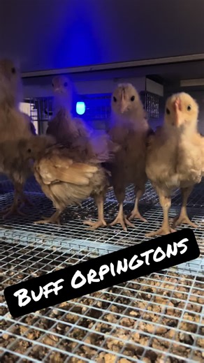 Stocking up for the spring. I plan to have birds of all ages and breeds available when “chick season” is here. #chickens #chicks #eggs #springtime #forsale