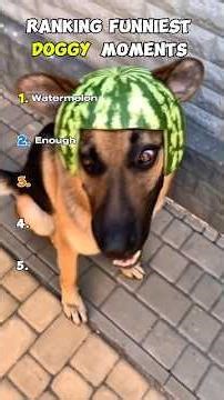 RANKING TOP 5 Funniest Dog Moments 😂 #shorts