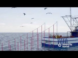 How Seafood is Caught: Longlining