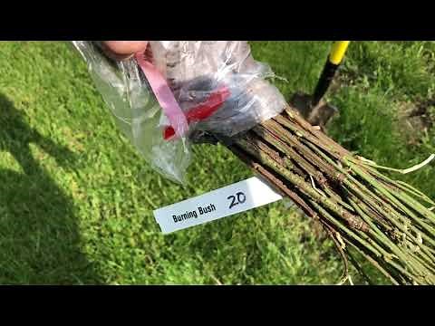 Planting “Burning Bush” Plant With Information (Video 1)