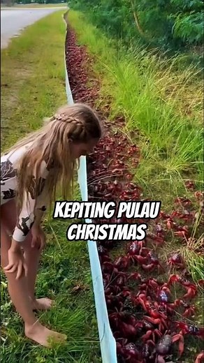 fakta kepiting pulau Christmas #faktaunik #shorts