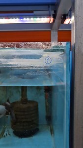 Panda Oranda Red Head Black Oranda Tri Color Oranda | Hobihanem