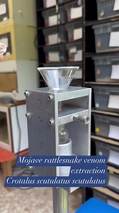 64K views · 383 reactions | Mojave rattlesnake venom extraction. Crotalus scutulatus scutulatus. #rattlesnake #crotalus #venomislife #venom #venomous #snake #kyreptilezoo #reptile | Kentucky Reptile Zoo | Facebook