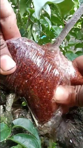 Easy Plant Propagation Method 🌿