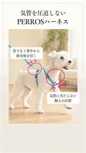 【Alice's Dog & Cat】お散歩中の咳、首輪の圧迫が原因かも？愛犬の体にやさしいPERROSハーネス