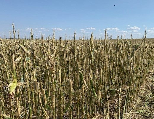 2019 harvest is underway in Alberta