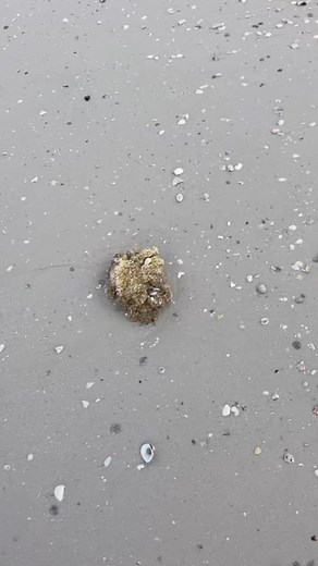 Amazing …..these are Apple Murex Egg Casing … the babies of our Beautiful Apple Murex Shells . The Apple Murex seems to be a bit more colorful than the Lace Murex which is an off white creamy with a pink tip. The Apple Murex is the more brown & creamy ( off white ) in color . The Apple Murex is found all around Florida same for the Lace Murex both are common shells. The Apple Murex can reach up to 4.5 inches 😳this is Truth I have found them that size myself they are really cool ! Video by : She