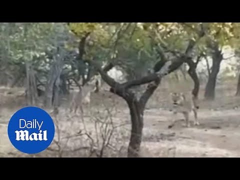 Dog vs lion: Brave pup fights massive lioness then casually trots away