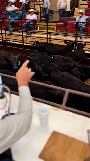 61K views · 629 reactions | Another great cattle sale. Aug 20th | Clovis Livestock Auction | Facebook