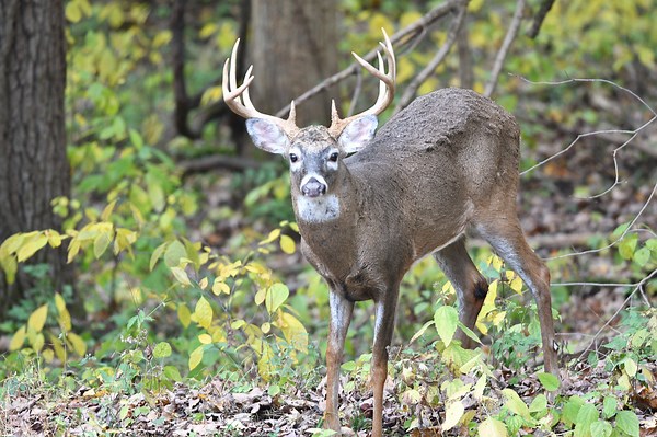 How to get or renew a fishing or hunting license in Ohio