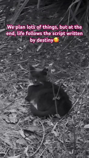 We plan lots of things, but at the end, life follows the script written by destiny.