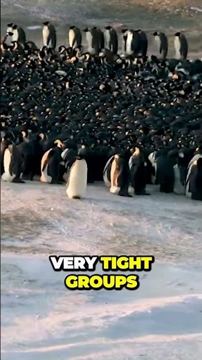 Penguins' Amazing Spiral Huddle Technique Keeps Them Warm in Extreme Cold