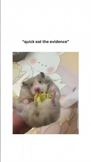 omg dude hamsters are adorable. anyone remember the show hamtaro? it was like an anime about em