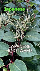 6.6K views · 265 reactions | #Japaneseknotweed the gardeners...