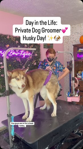 6K views · 232 reactions | Day in the Life: Private Dog Groomer ✨ It’s Husky Day! ❄️ #doggroomer #doggrooming #dogsofinstagram #husky #fyp | Bridgit Gross | Facebook